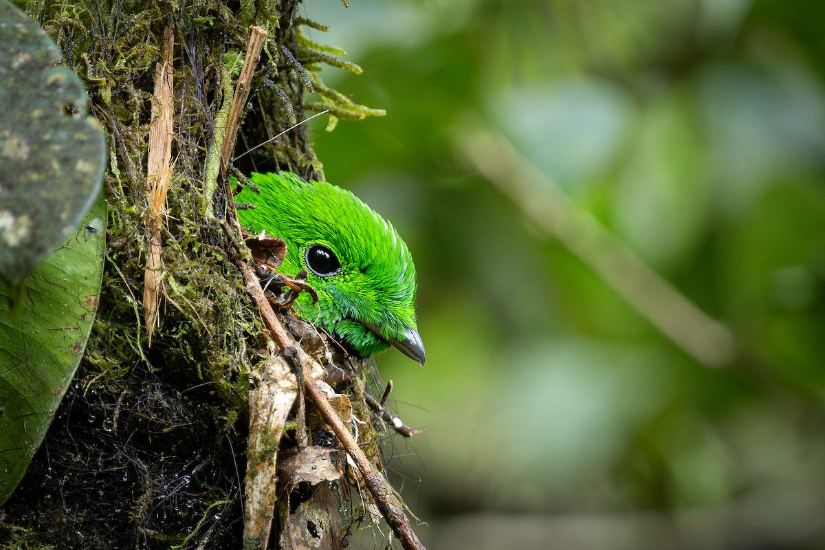 Whitehead's Broadbill - ML627677358