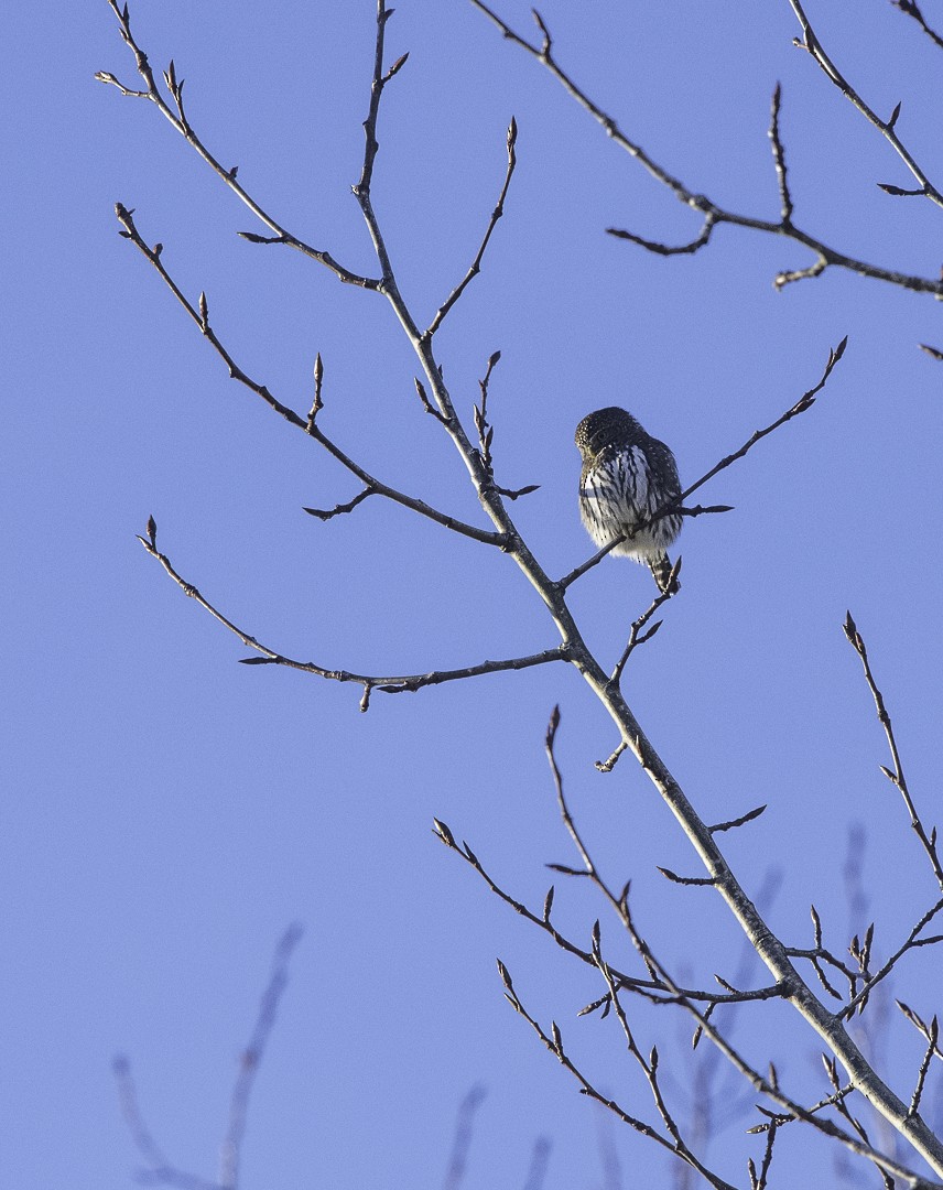 Northern Pygmy-Owl - ML627677585