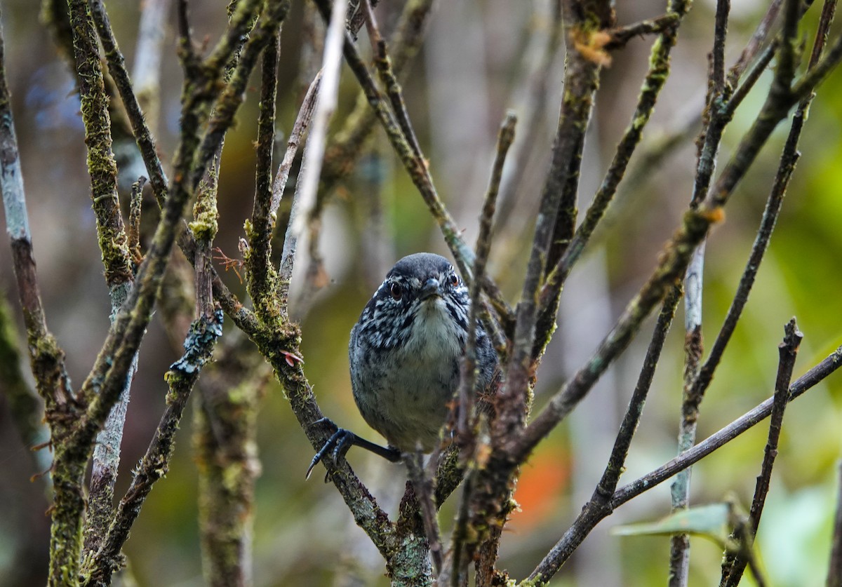 Bar-winged Wood-Wren - ML627677697