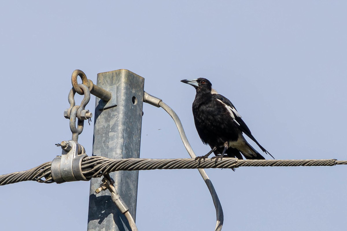 Australian Magpie - ML627677997