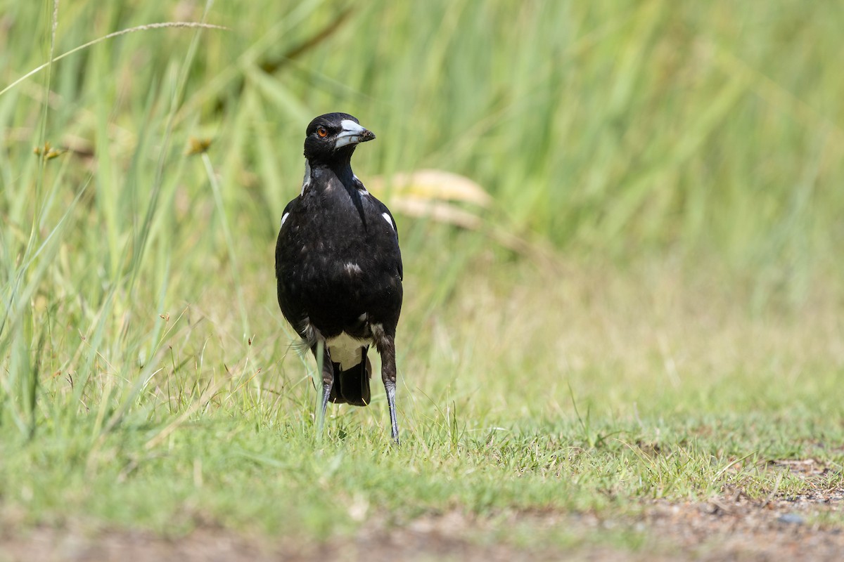 Australian Magpie - ML627677998