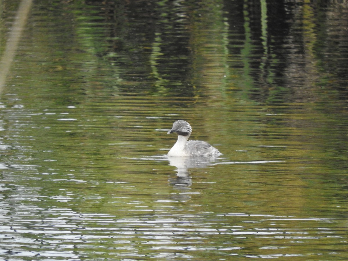 Hoary-headed Grebe - ML627677999