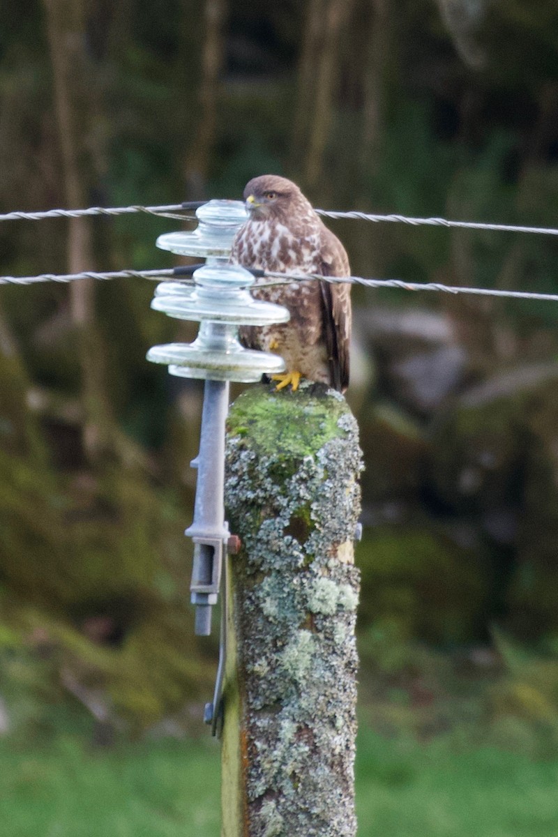 Common Buzzard (Western) - ML627678139