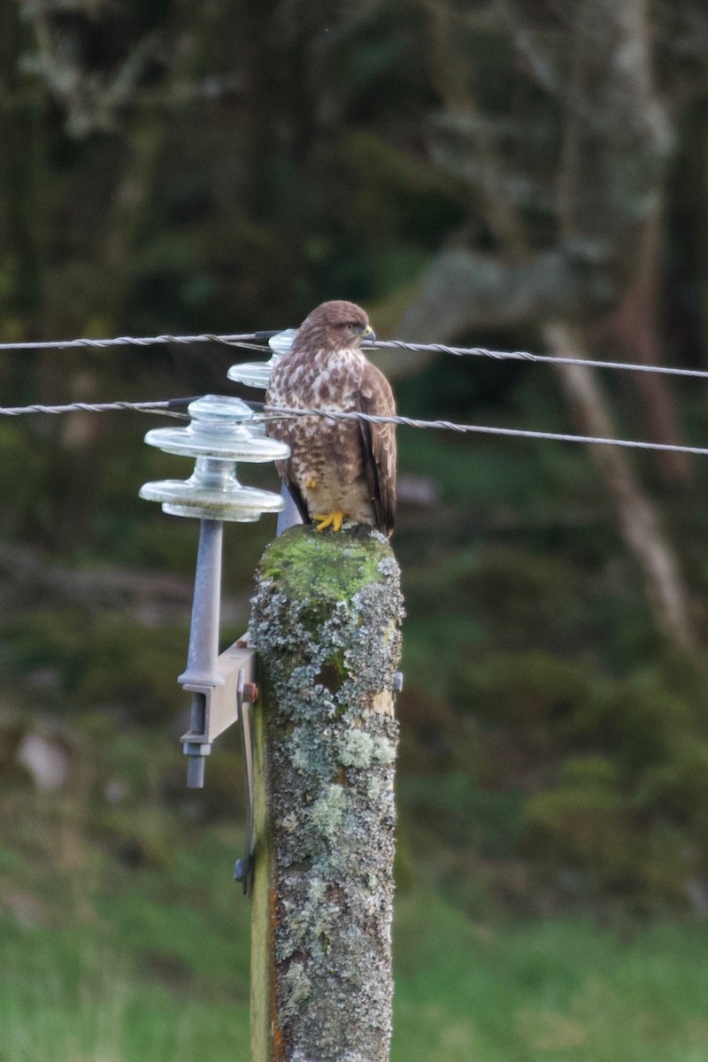 Common Buzzard (Western) - ML627678140