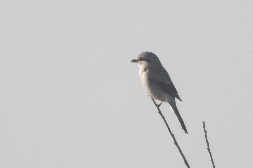 Northern Shrike - ML627678219