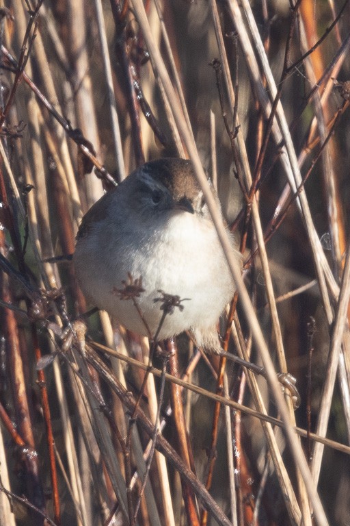 Marsh Wren - ML627678224