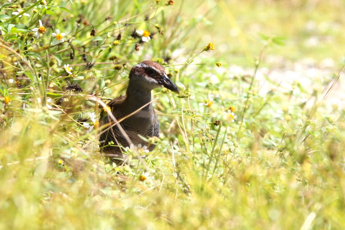 Guam Rail - ML627678278