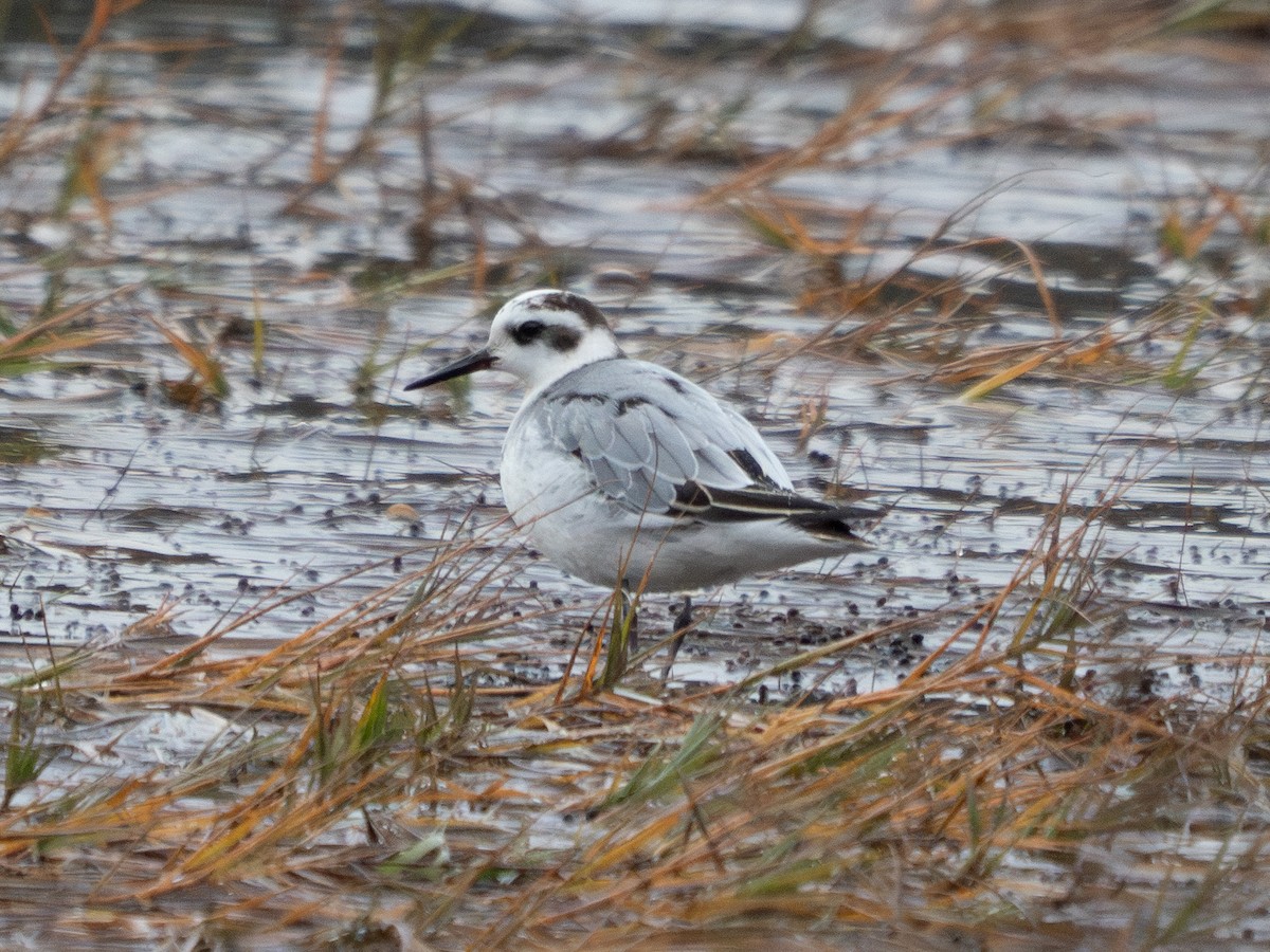 Red Phalarope - ML627678406