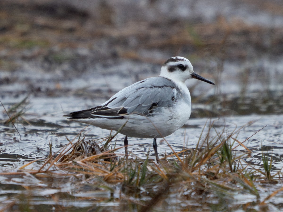 Red Phalarope - ML627678407