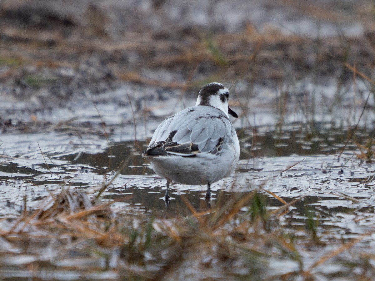 Red Phalarope - ML627678408