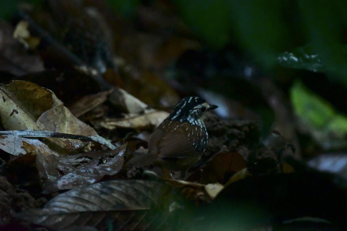 Striped Wren-Babbler - ML627678425