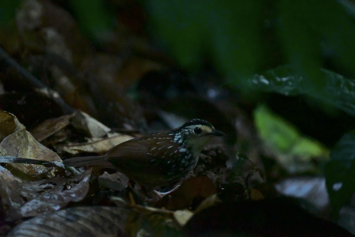Striped Wren-Babbler - ML627678426