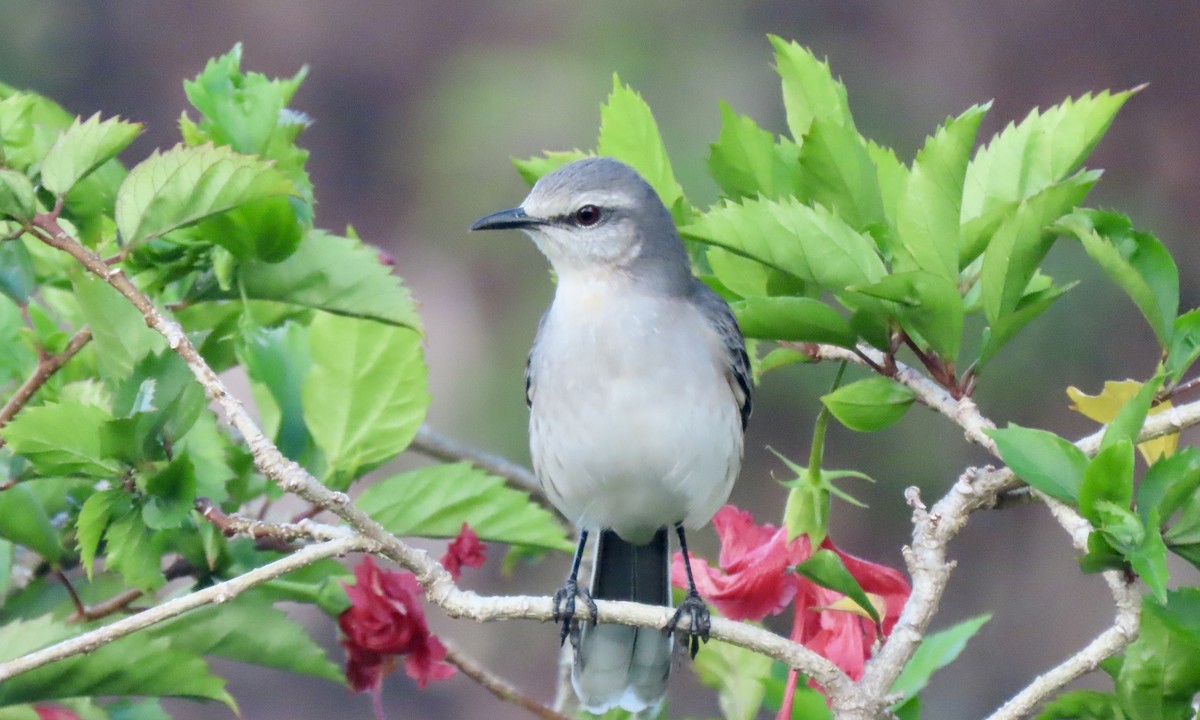 Tropical Mockingbird - ML627678448