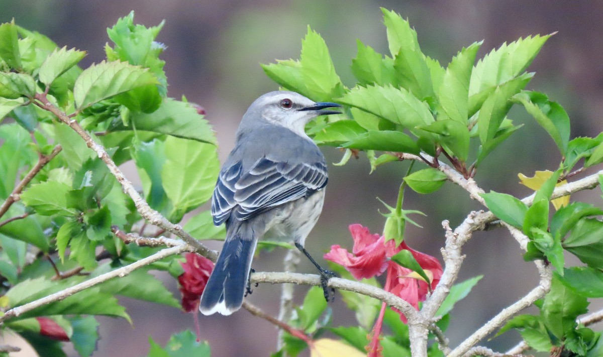 Tropical Mockingbird - ML627678449