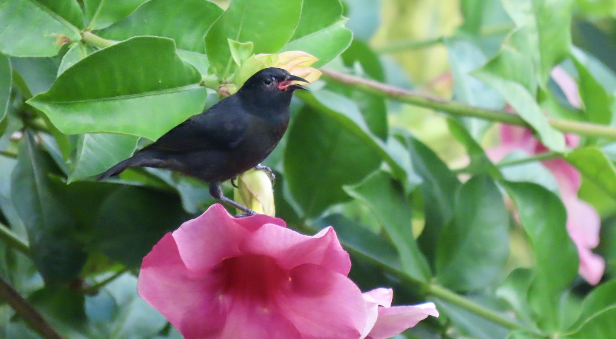 Bananaquit - ML627678456