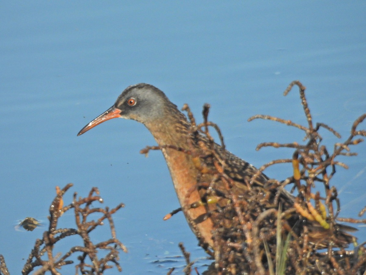 Virginia Rail - ML627678488