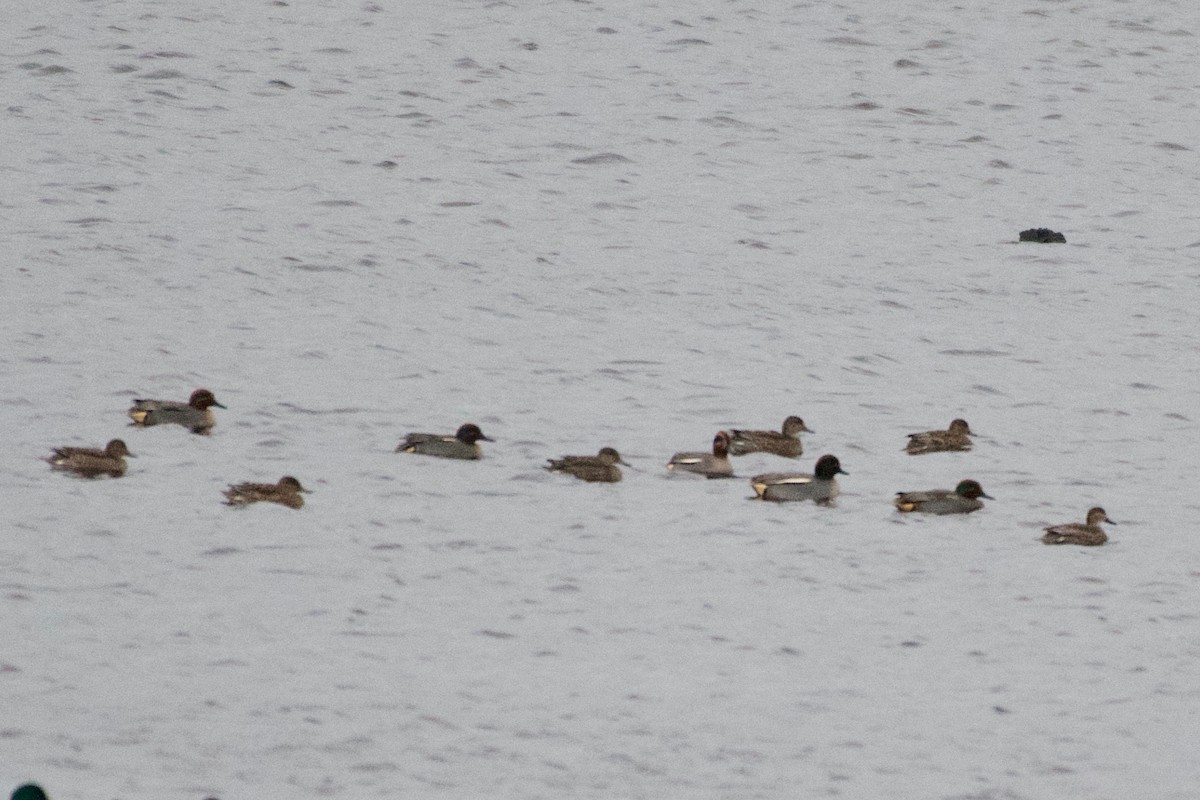 Green-winged Teal (Eurasian) - ML627678557