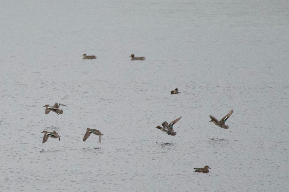 Green-winged Teal (Eurasian) - ML627678558