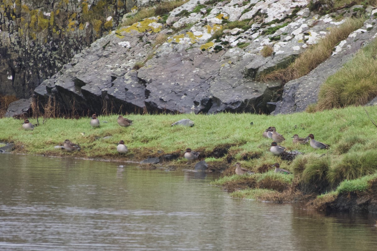Green-winged Teal (Eurasian) - ML627678559