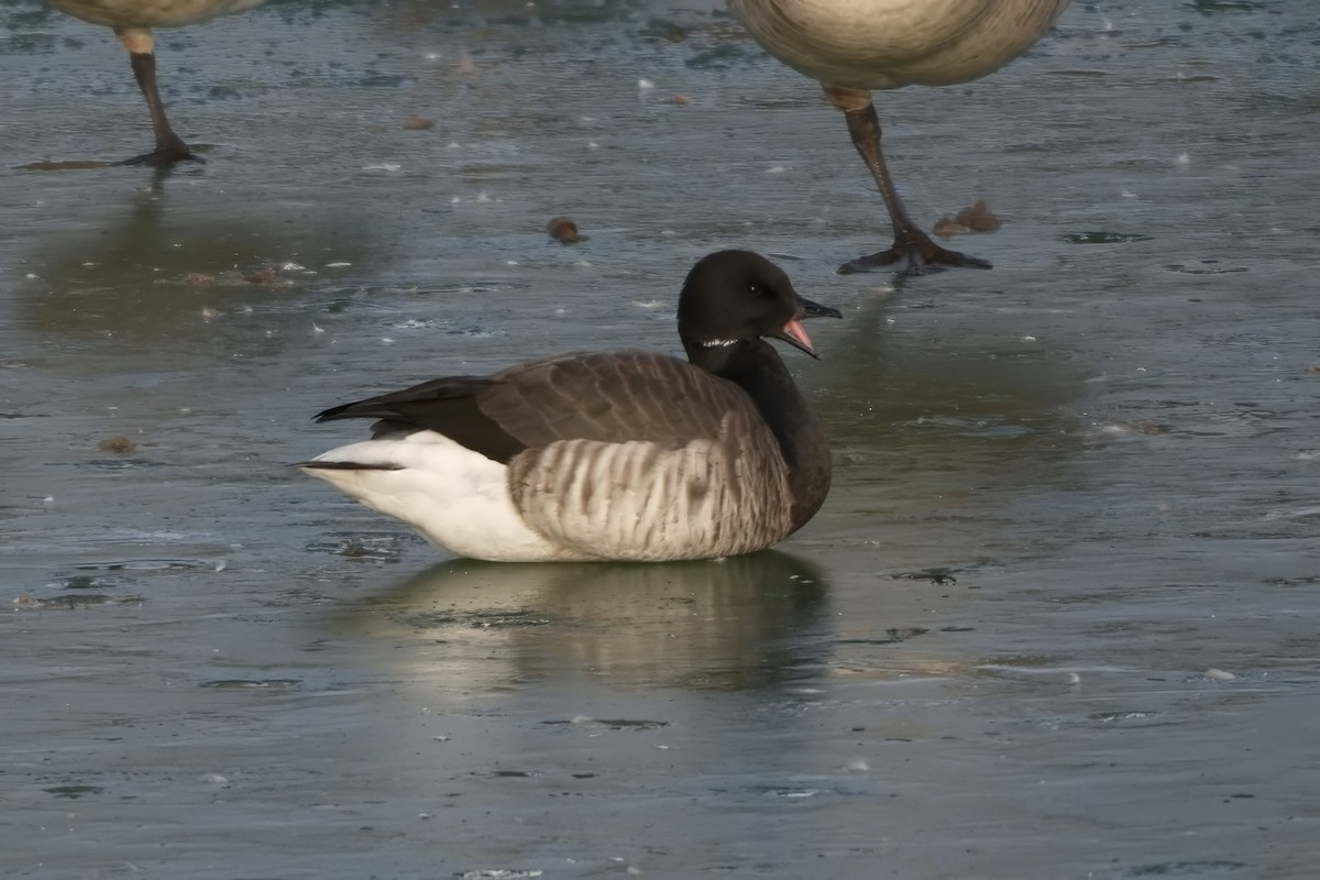 berneška tmavá - ML627678792