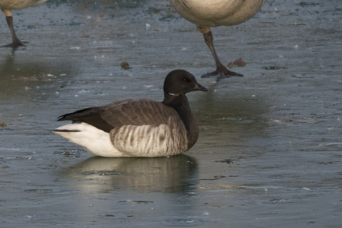 berneška tmavá - ML627678793