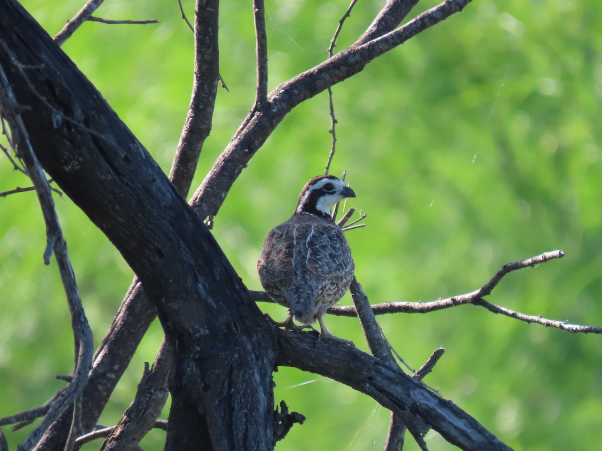 Northern Bobwhite - ML627678884