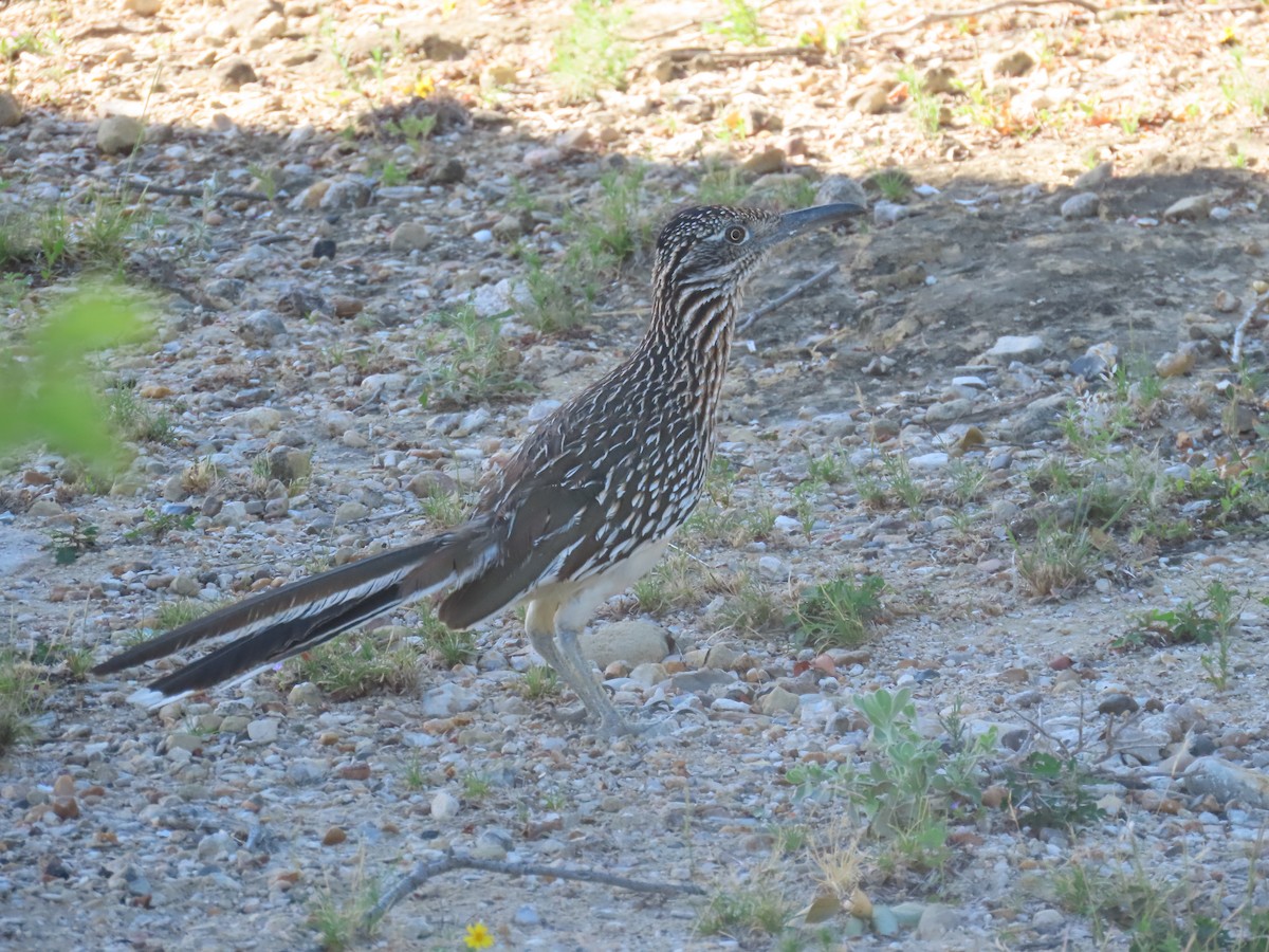 Greater Roadrunner - ML627678894