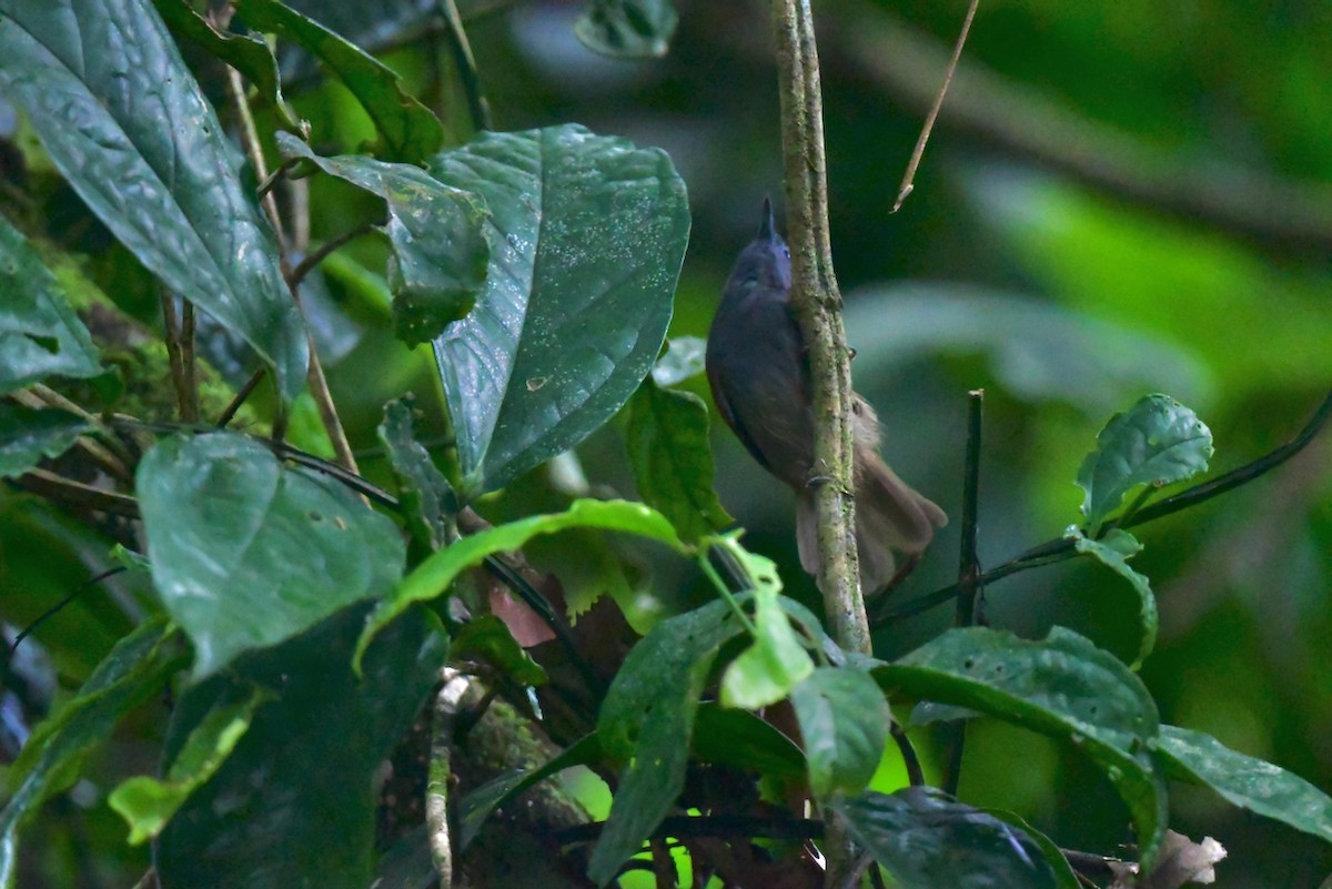 Gray-hooded Babbler - ML627678942