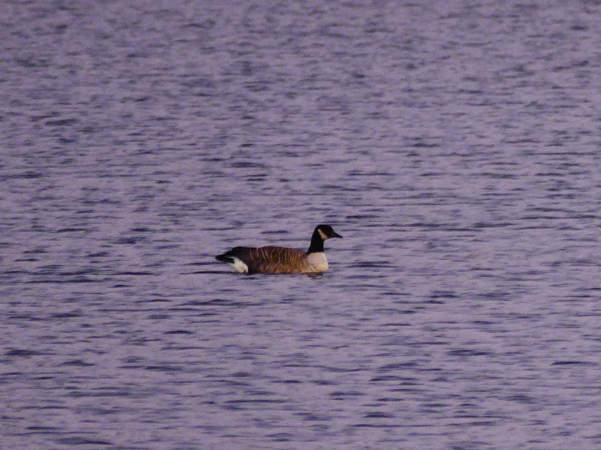 Canada Goose - ML627679250