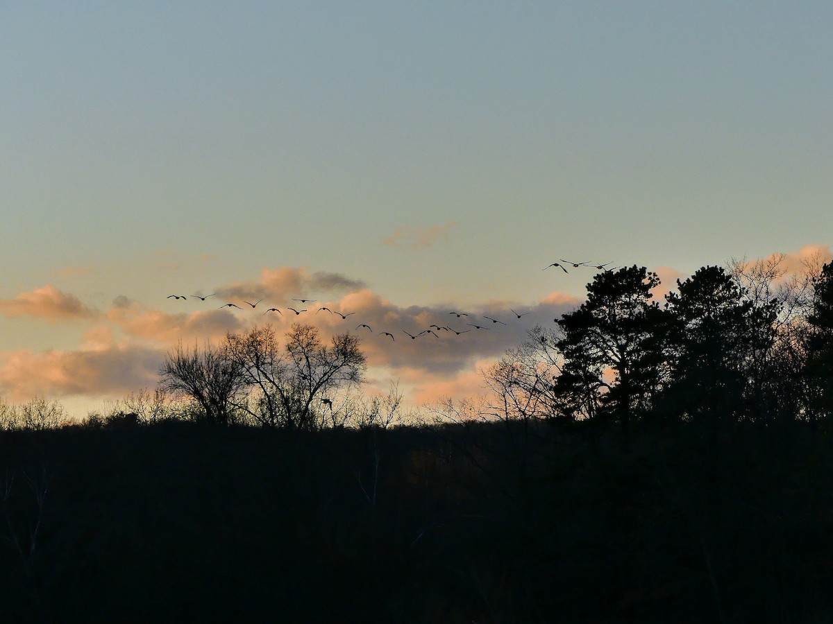 Canada Goose - ML627679265