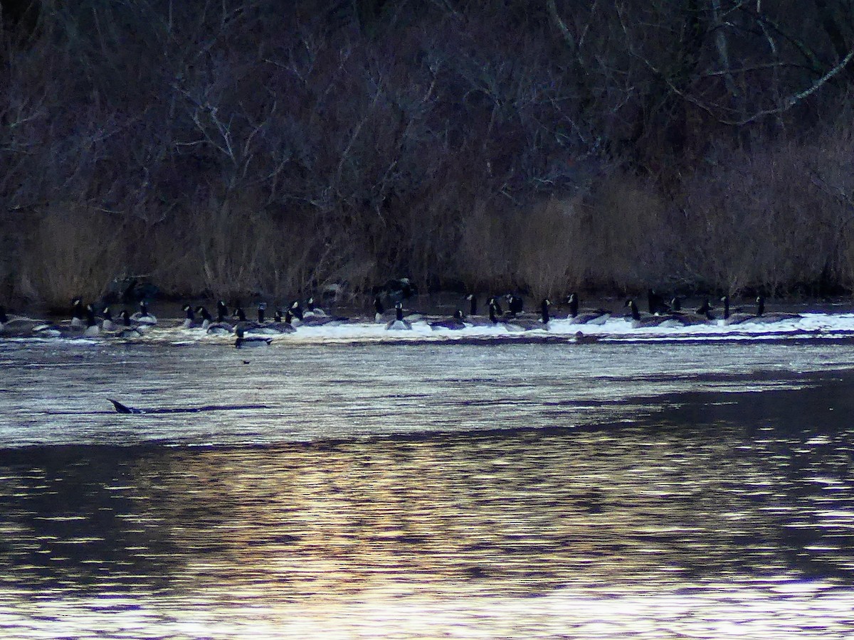 Canada Goose - ML627679266