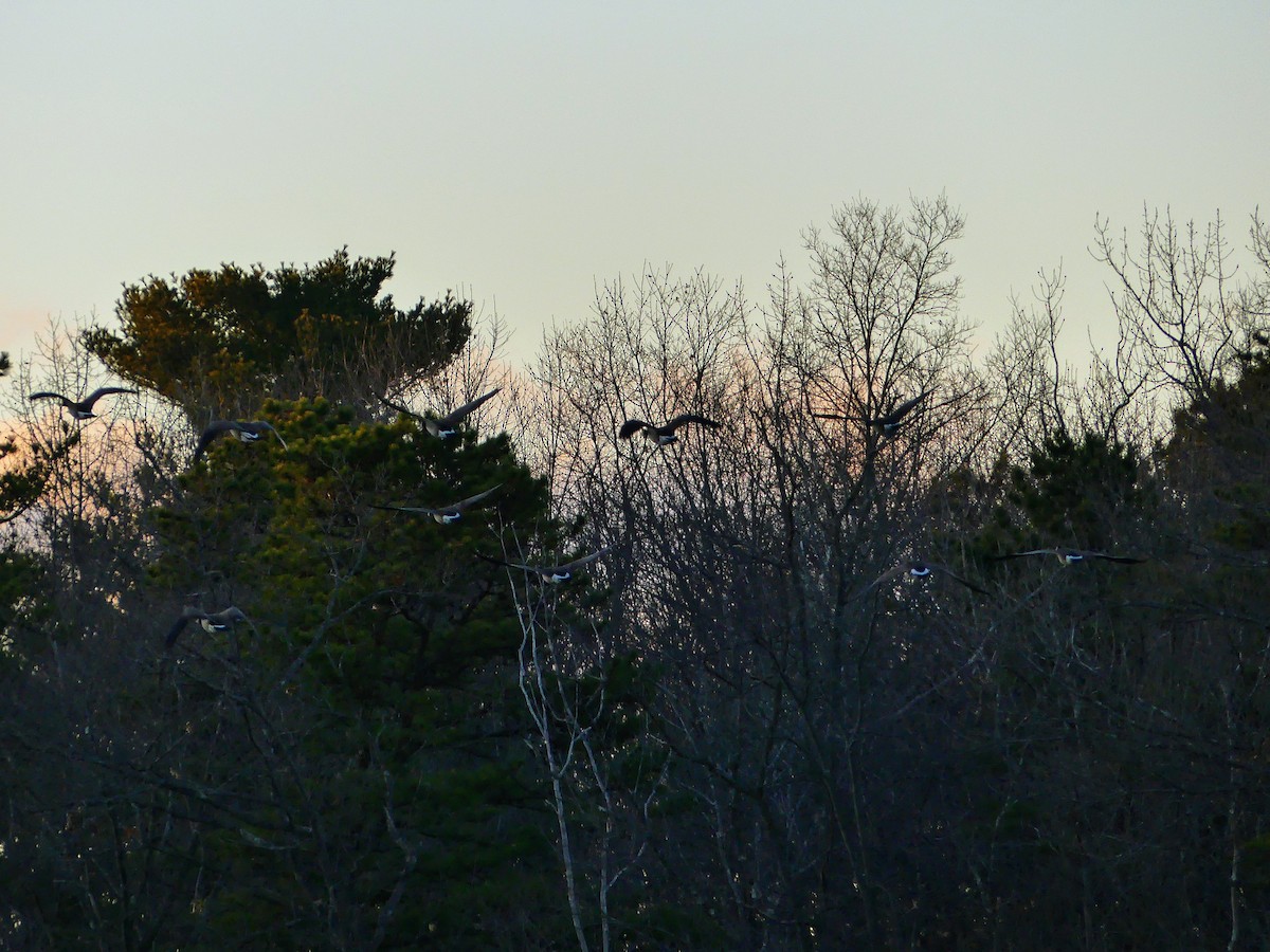 Canada Goose - ML627679267