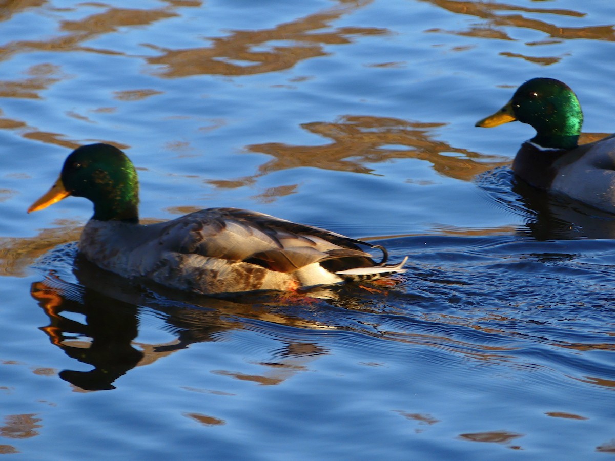Mallard - ML627679282