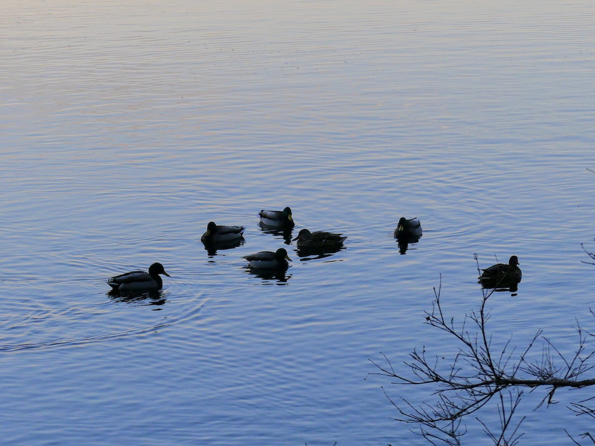 Mallard - ML627679283