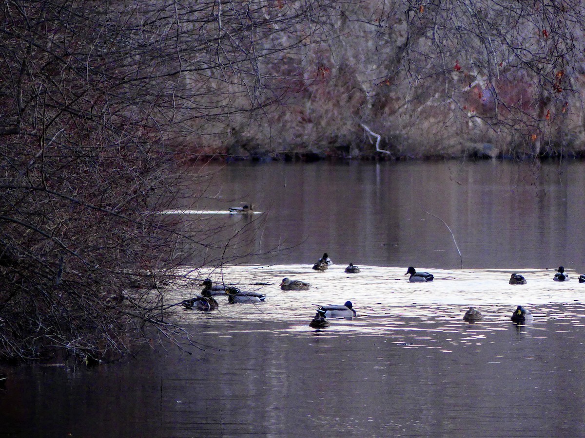 Mallard - ML627679284