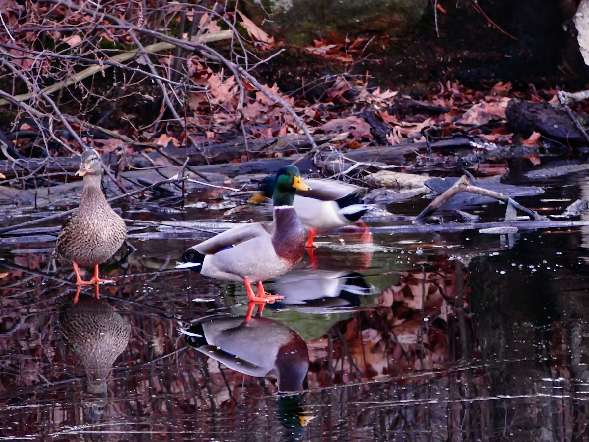 Mallard - ML627679285