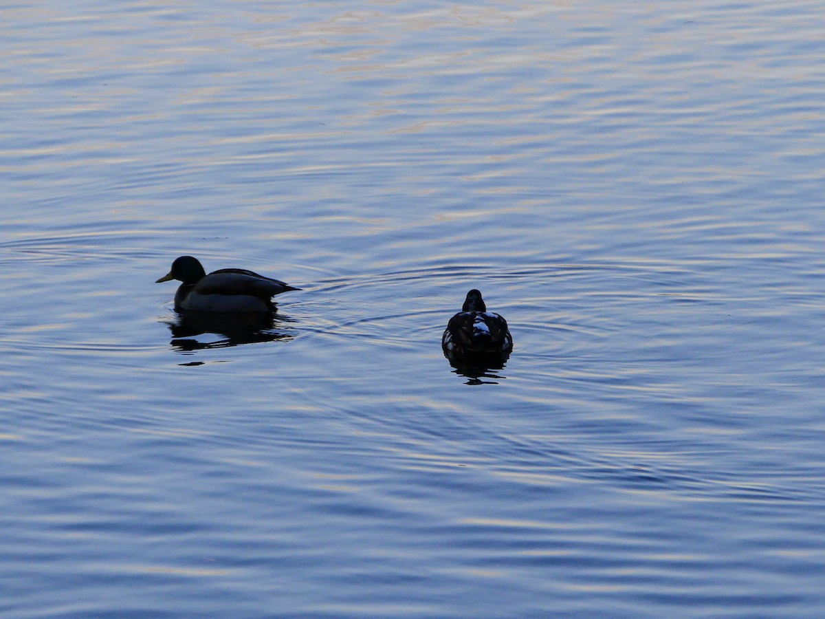 Mallard (Domestic type) - ML627679293
