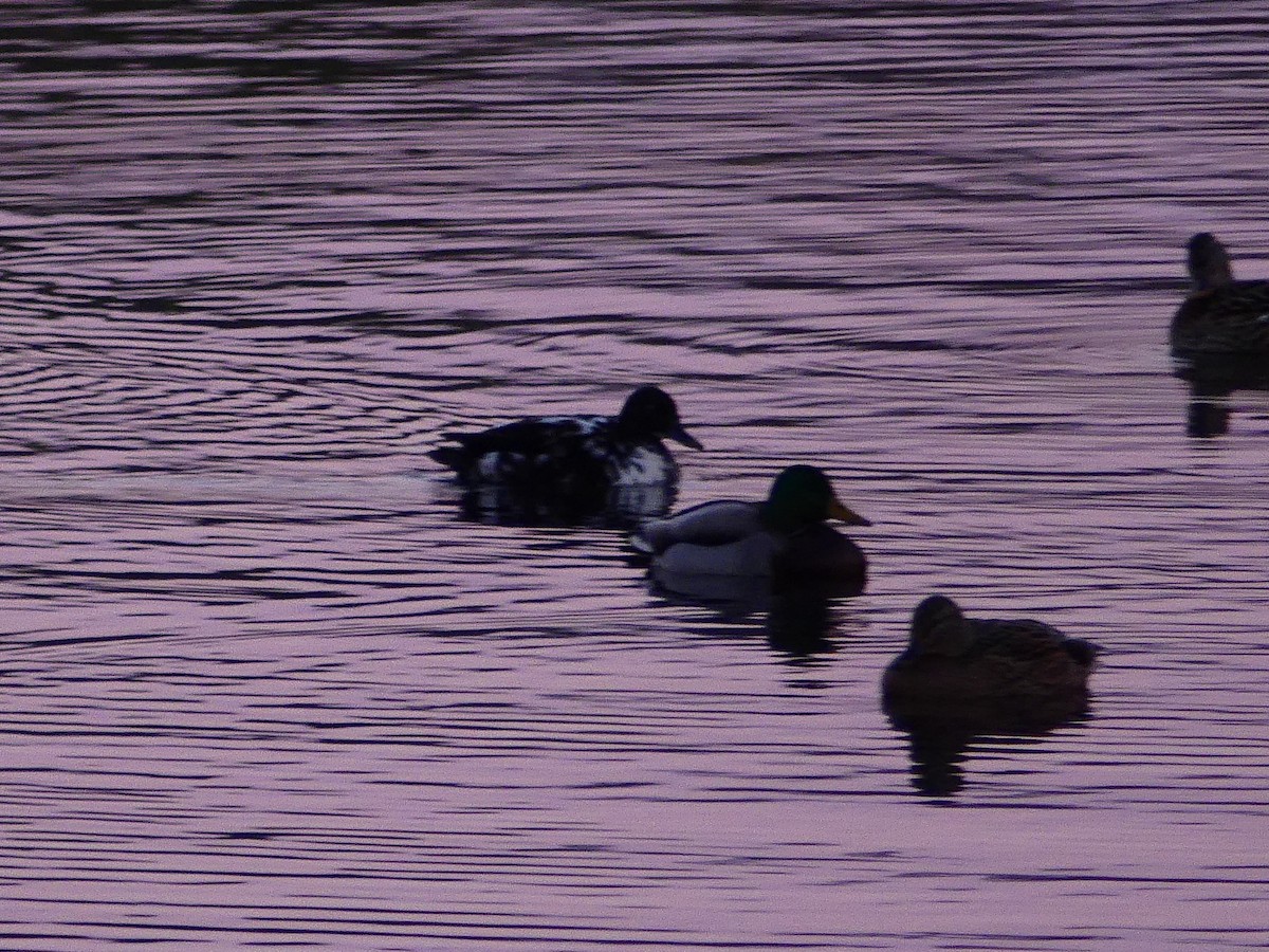 Mallard (Domestic type) - ML627679294