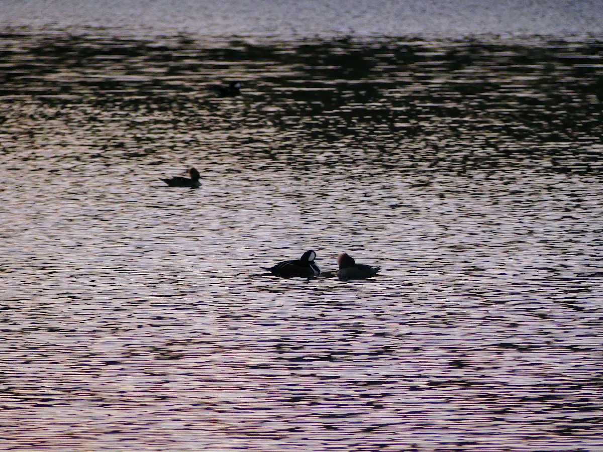 Hooded Merganser - ML627679302