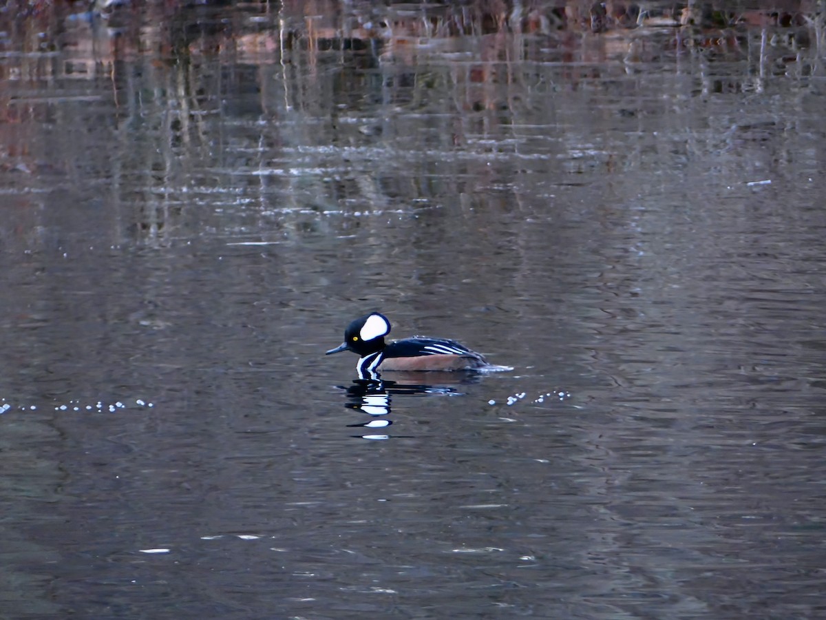 Hooded Merganser - ML627679303