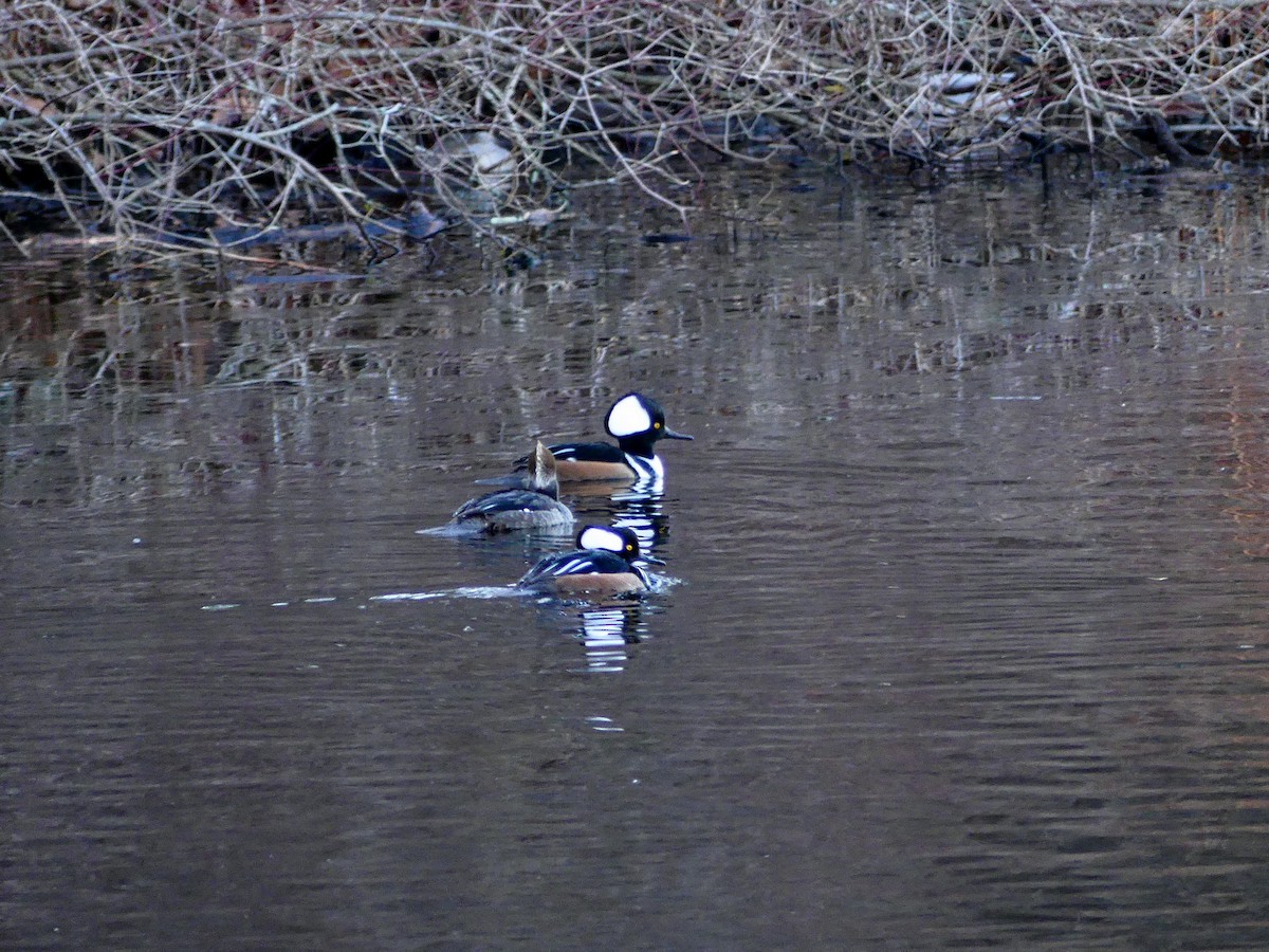 Hooded Merganser - ML627679304