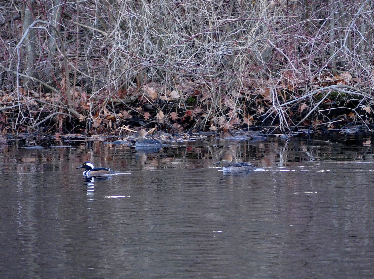 Hooded Merganser - ML627679305