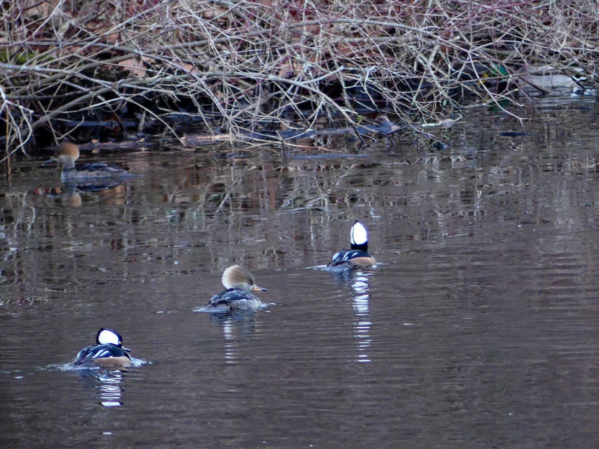Hooded Merganser - ML627679306