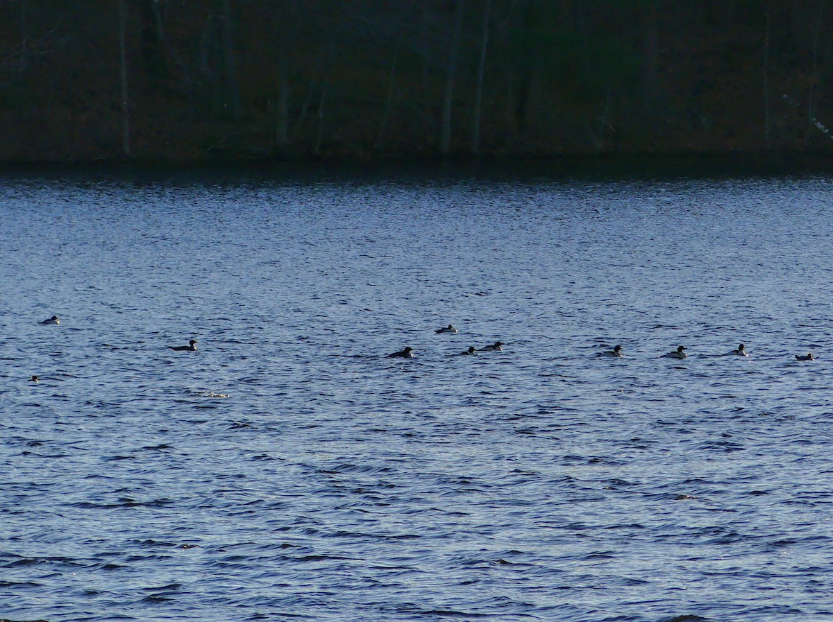 Common Merganser - ML627679321