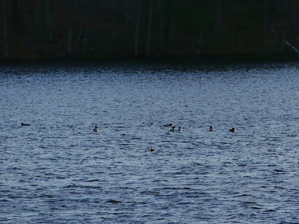 Common Merganser - ML627679322