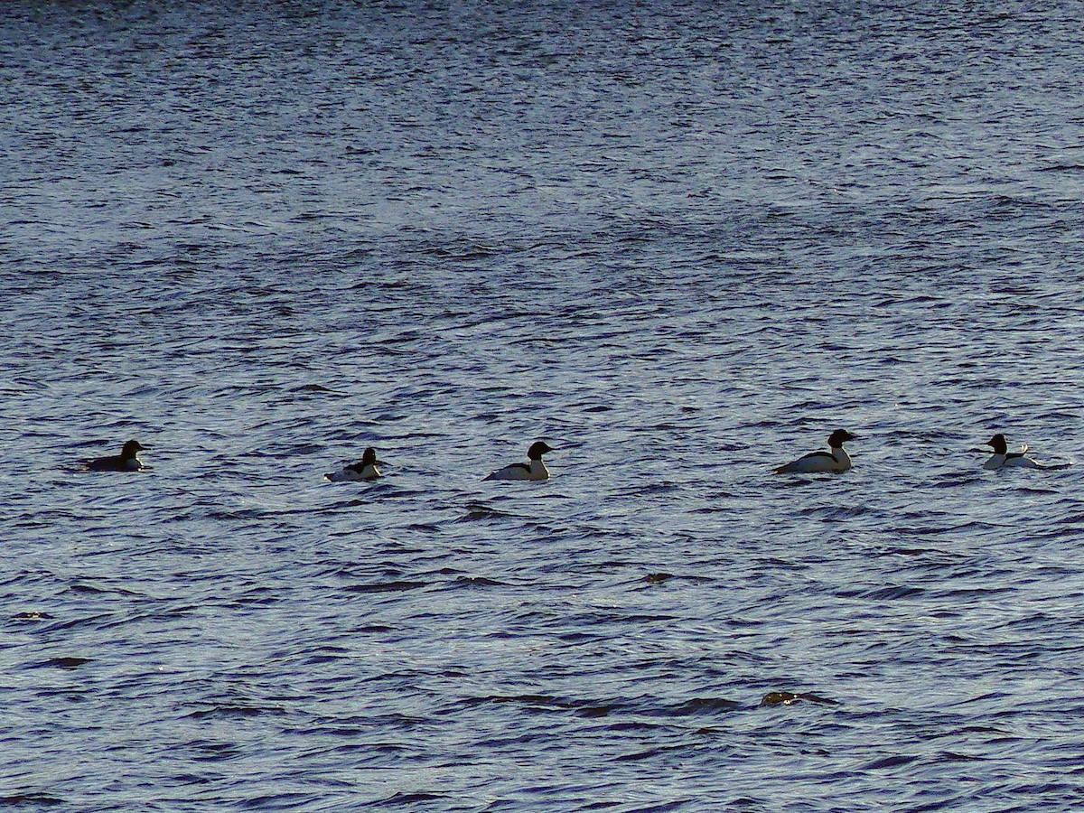 Common Merganser - ML627679323