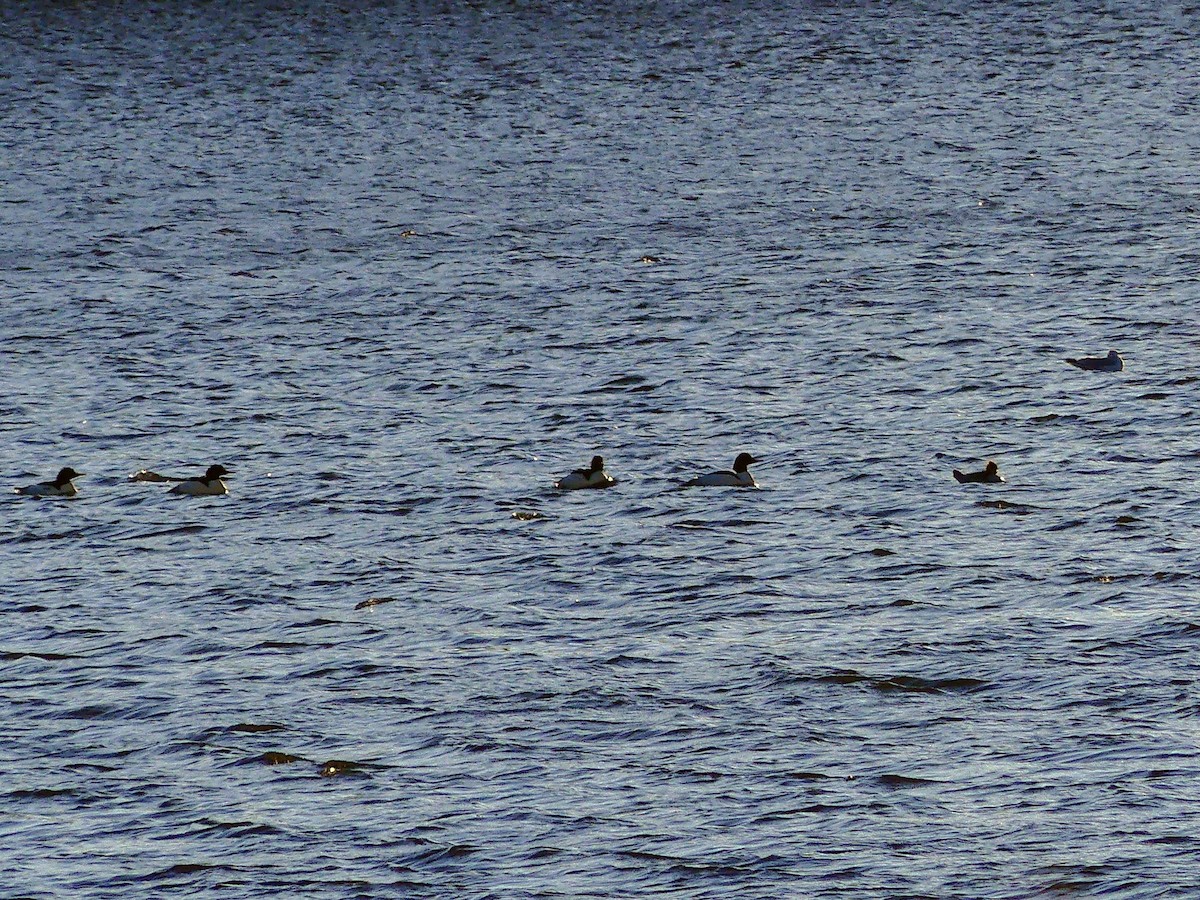 Common Merganser - ML627679324