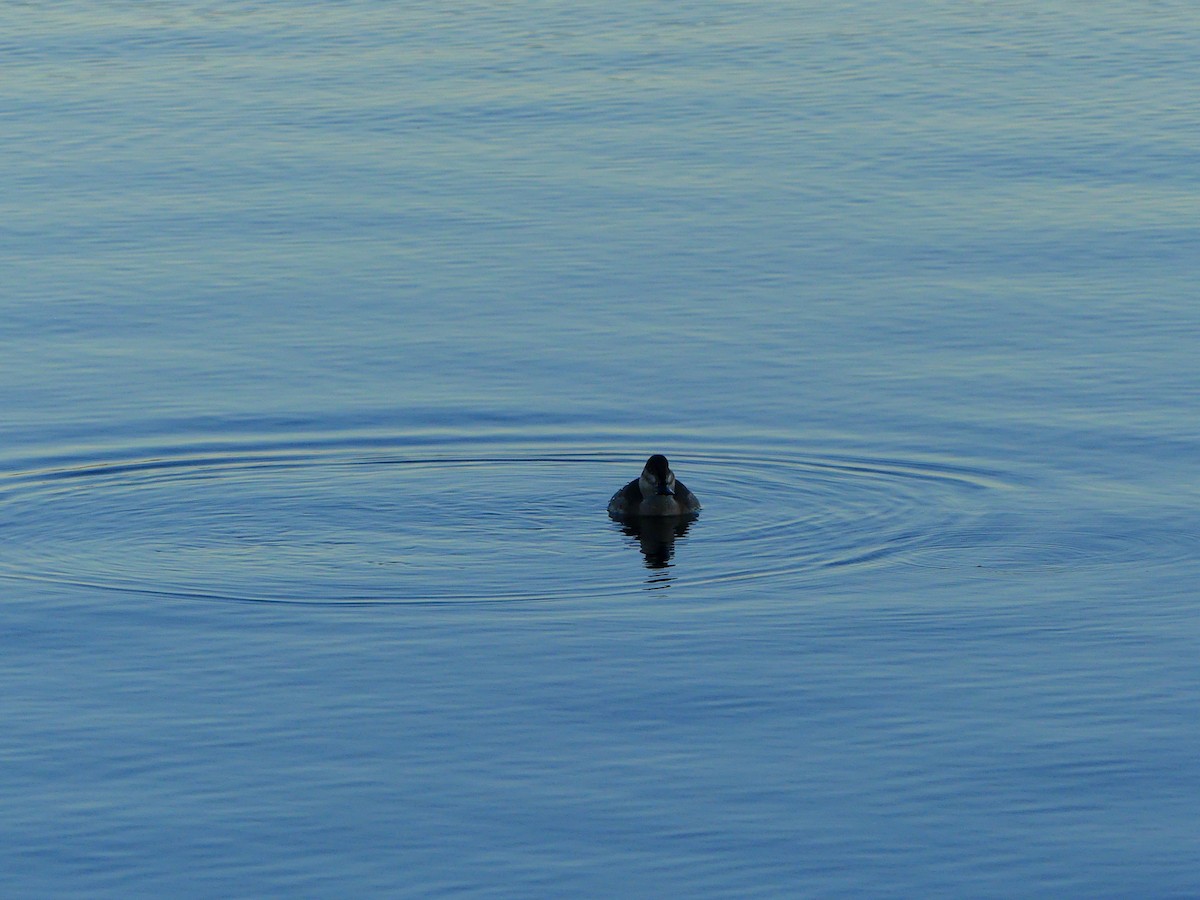 Ruddy Duck - ML627679349
