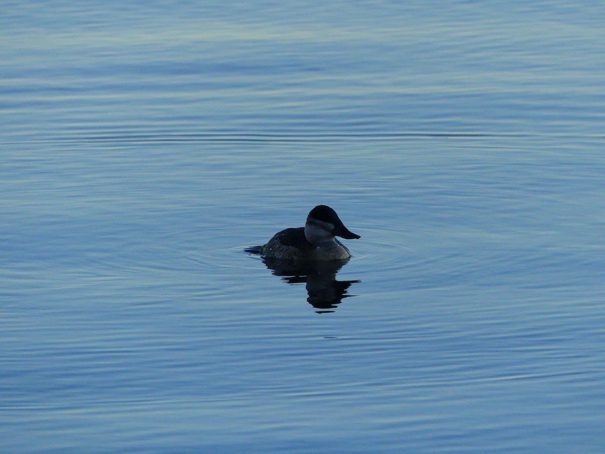Ruddy Duck - ML627679350