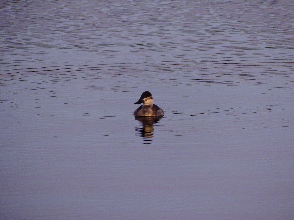 Ruddy Duck - ML627679351